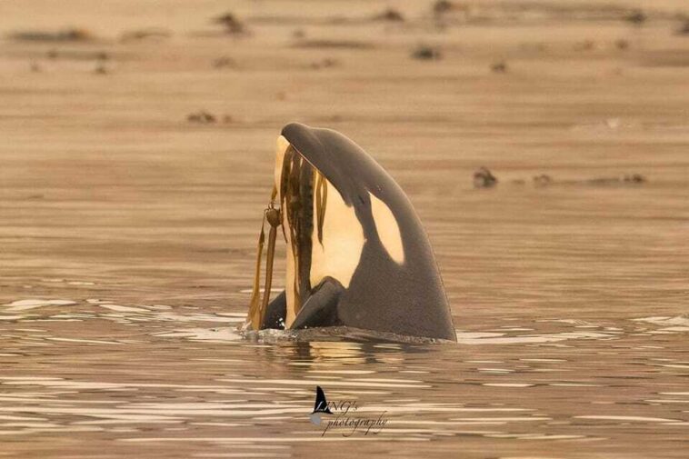 Brave Little Hunter, an orphaned orca swimming in a lagoon.