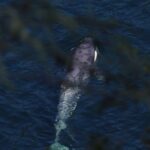 A view of Brave Little Hunter in the water from behind the cover of a tree