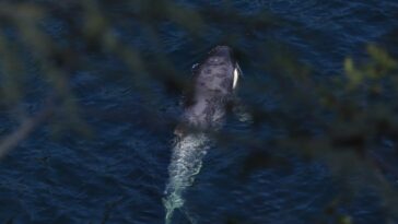 A view of Brave Little Hunter in the water from behind the cover of a tree