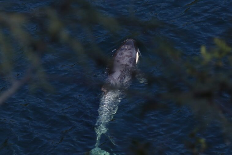 A view of Brave Little Hunter in the water from behind the cover of a tree