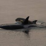 Two orcas swimming.