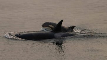 Two orcas swimming.