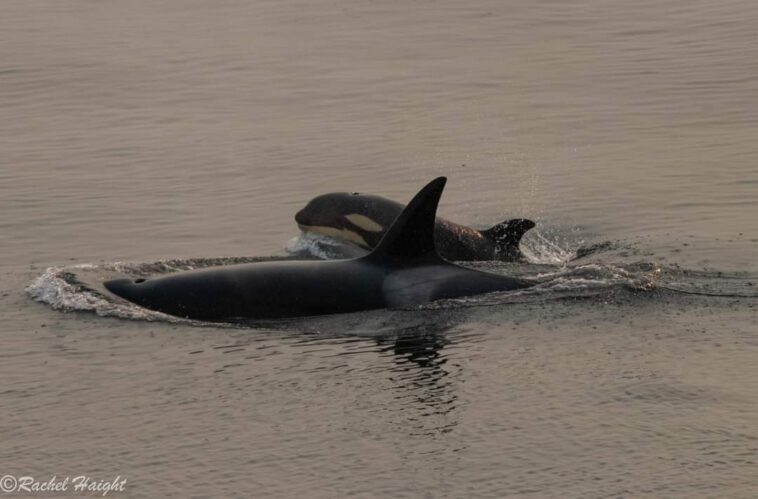 Two orcas swimming.