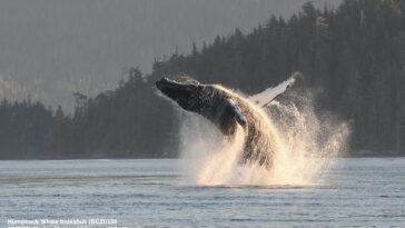 A humpback whale named Inukshuk breaching from the ocean.