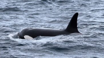 OCX043, an orca swimming in the ocean.