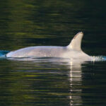 Brave Little Hunter in the Zeballos lagoon