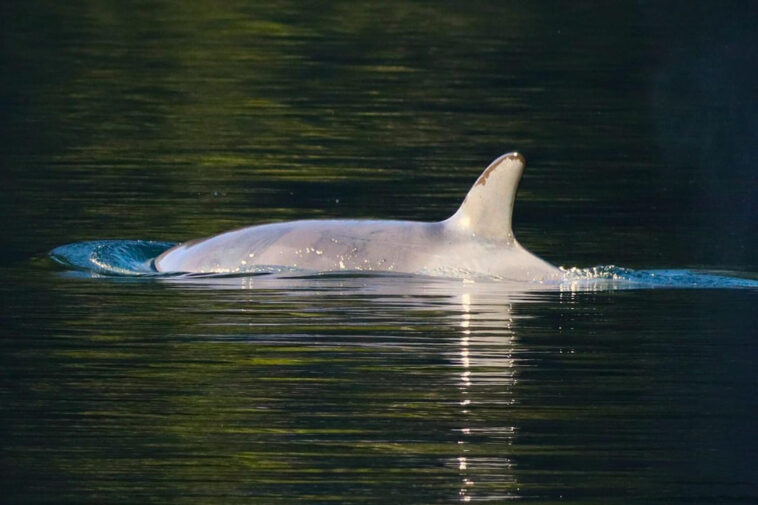 Brave Little Hunter in the Zeballos lagoon