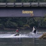 Rescuers in a boat next to Brave Little Hunter as she breaches out of the water underneath the Zeballos causeway