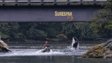 Rescuers in a boat next to Brave Little Hunter as she breaches out of the water underneath the Zeballos causeway