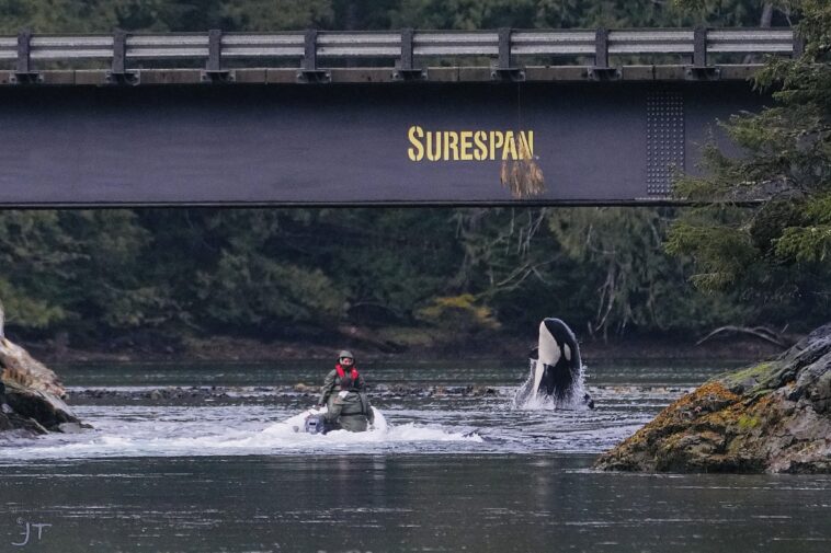 Rescuers in a boat next to Brave Little Hunter as she breaches out of the water underneath the Zeballos causeway