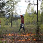 BC Wildfire Service members use drip torches to treat surface fuels during a prescribed cultural burn with the Boothroyd Indian Band on Nlaka’pamux homelands on May 2, 2024.