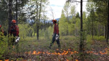 BC Wildfire Service members use drip torches to treat surface fuels during a prescribed cultural burn with the Boothroyd Indian Band on Nlaka’pamux homelands on May 2, 2024.