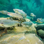 Atlantic Salmon school underwater