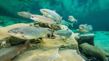 Atlantic Salmon school underwater