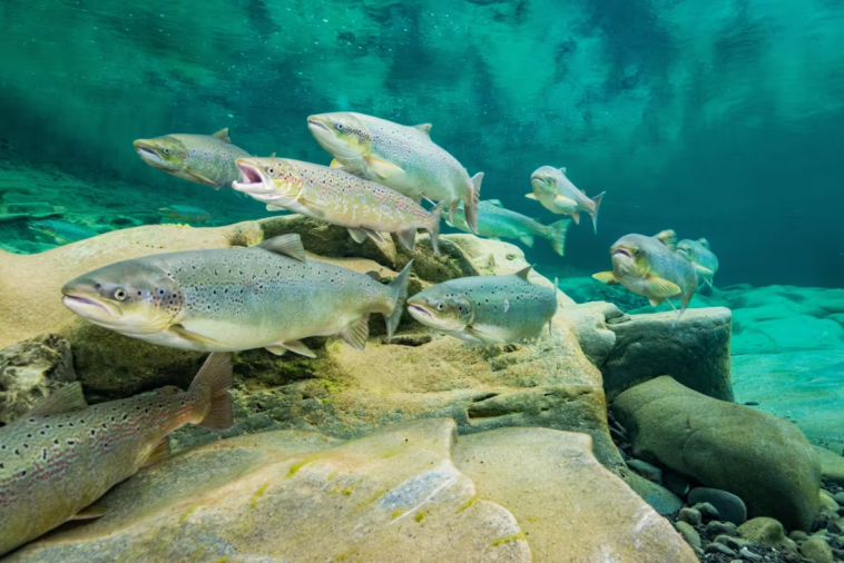 Atlantic Salmon school underwater