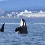 Orca whales in front of ocean cruise terminal