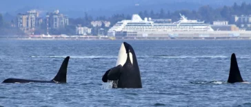 Orca whales in front of ocean cruise terminal