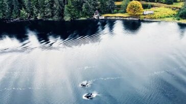 T051 and T049A2 being lured from Barnes Lake where they were stranded after rescuers played the calls of the females from their pod.