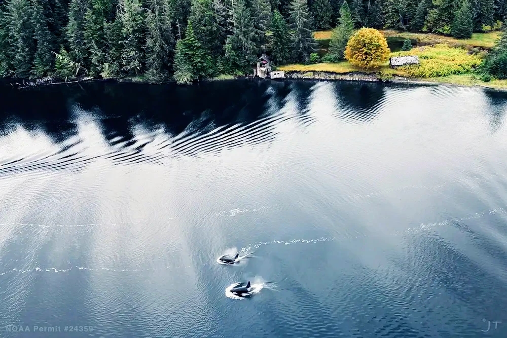 T051 and T049A2 being lured from Barnes Lake where they were stranded after rescuers played the calls of the females from their pod.