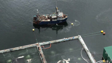 Aerial view of BC fish farms on the coast