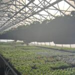 Interior image of a hydroponic greenhouse in PRince Rupert BC with light shining through sprinkler system