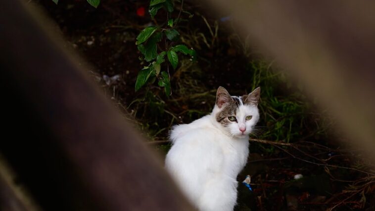 A small white feral cat crouches under a boardwalk